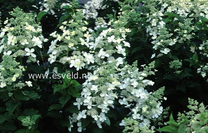 Hydrangea paniculata 'White Lady'
