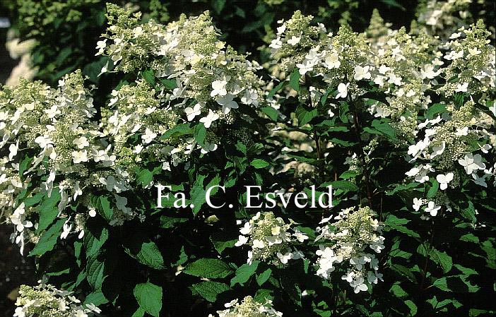 Hydrangea paniculata 'Mid Late Summer'