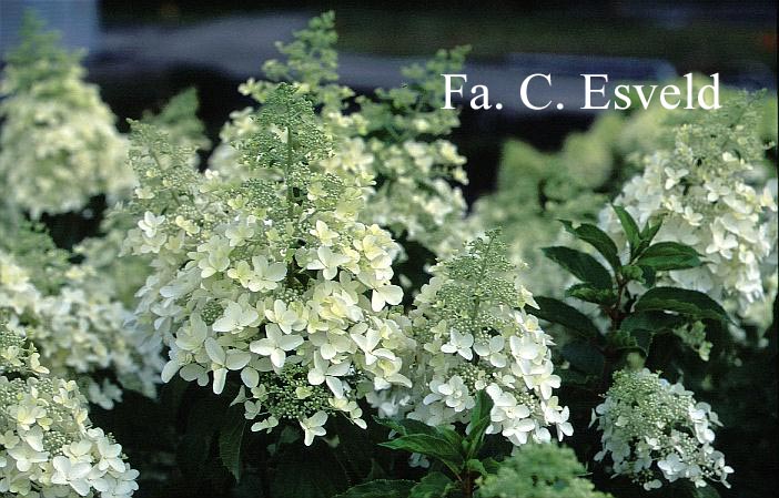 Hydrangea paniculata 'Dolly'