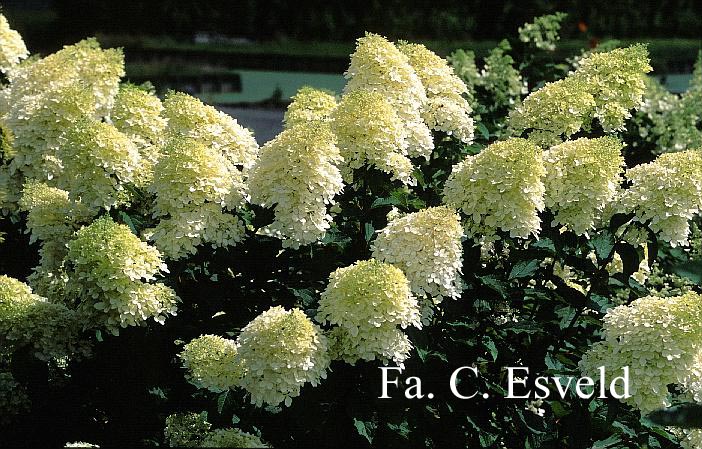 Hydrangea paniculata 'Megapearl'