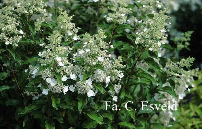 Hydrangea paniculata 'Kyushu'