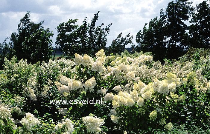 Hydrangea paniculata