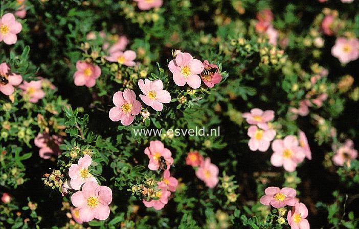 Potentilla fruticosa 'Pink Beauty' (LOVELY PINK)