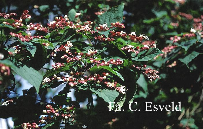 Clerodendrum trichotomum