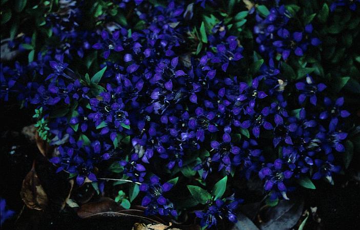 Gentiana septemfida lagodechiana