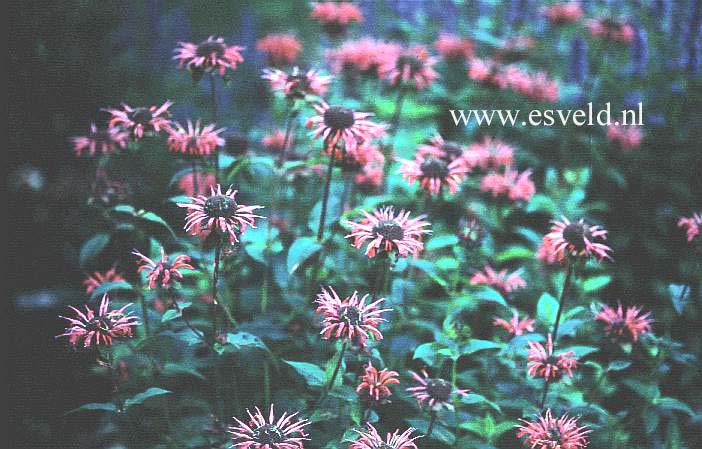 Monarda 'Marshall's Delight'