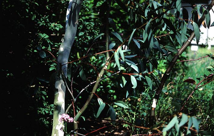 Eucalyptus pauciflora