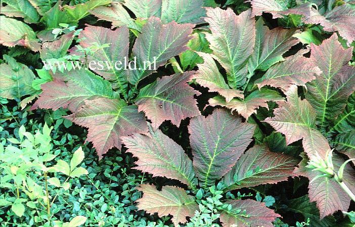 Rodgersia podophylla 'Braunlaub'