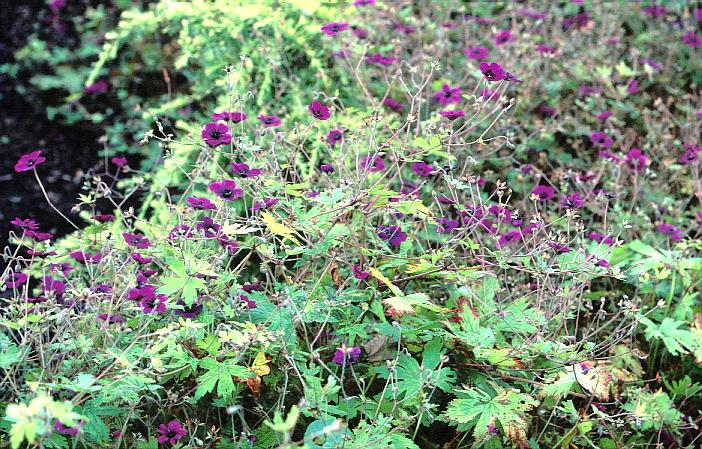 Geranium 'Ann Folkard'