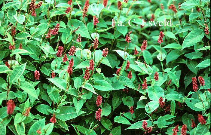 Persicaria amplexicaulis 'Inverleith'