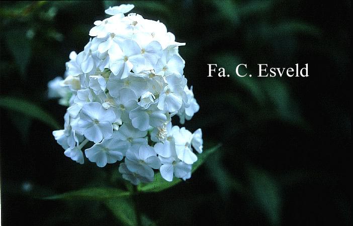 Phlox 'David' (Paniculata Group)