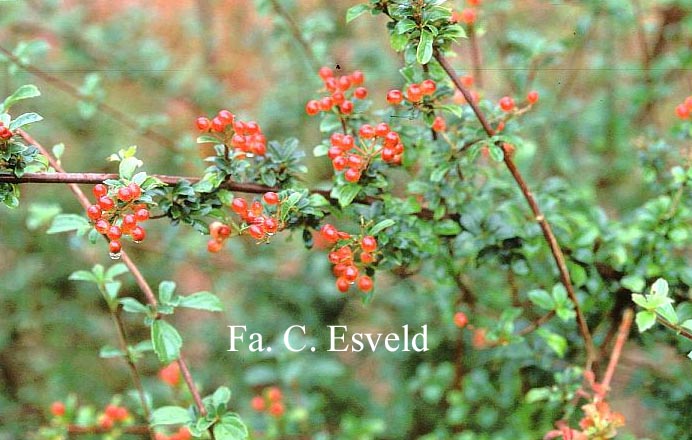 Viburnum parvifolium