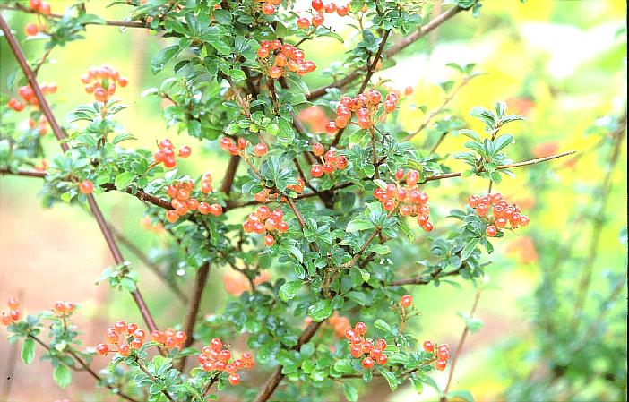 Viburnum parvifolium