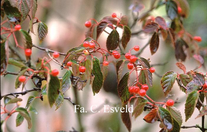 Viburnum dasyanthum