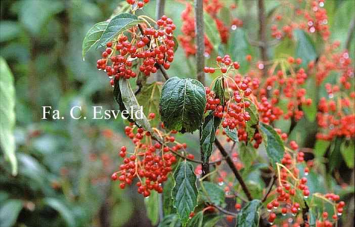 Viburnum betulifolium