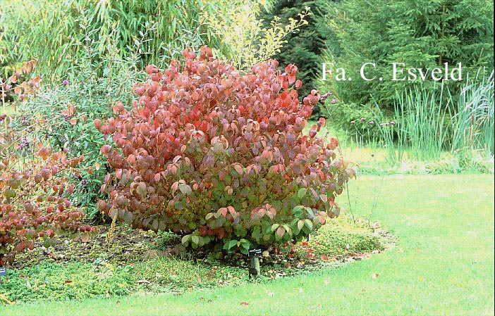 Viburnum plicatum 'Newport'