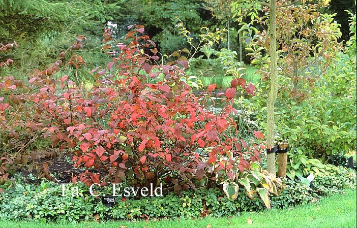 Viburnum plicatum 'Grandiflorum'