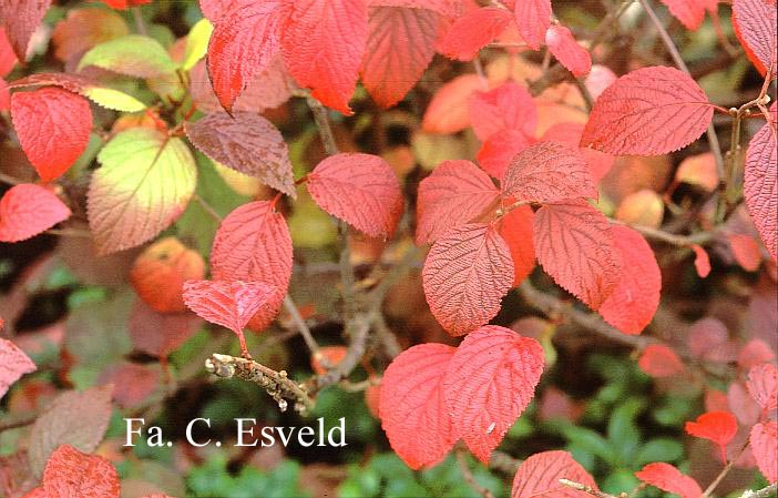 Viburnum plicatum 'Grandiflorum'