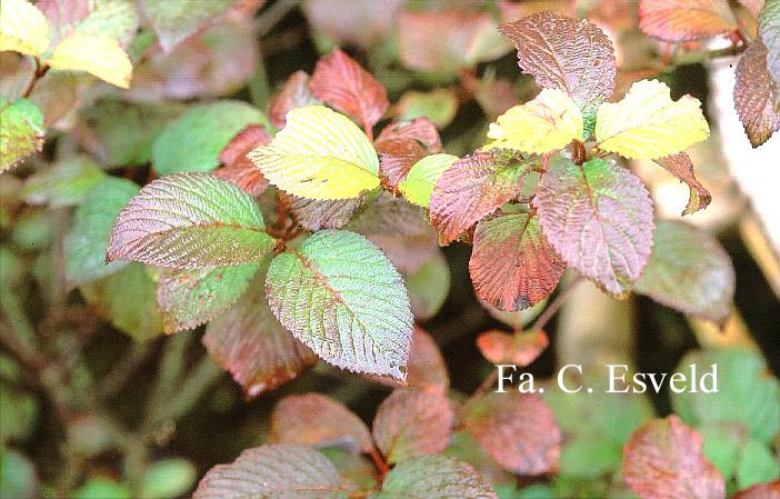 Viburnum plicatum 'Grandiflorum'