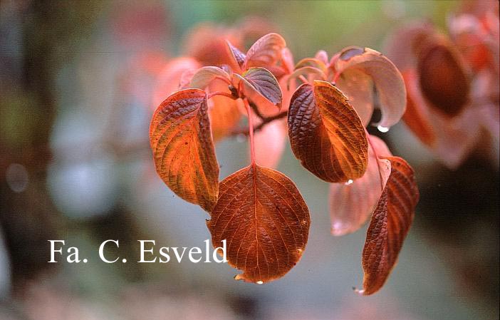 Cornus controversa 'Candlelight'