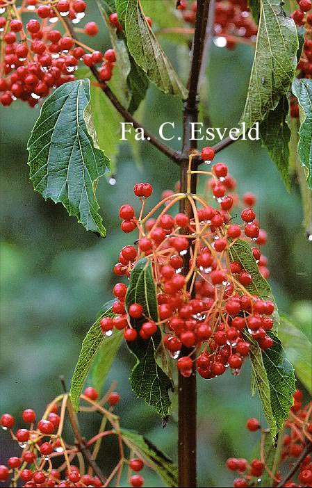 Viburnum betulifolium