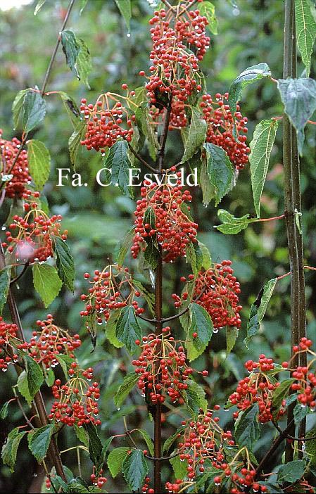 Viburnum betulifolium