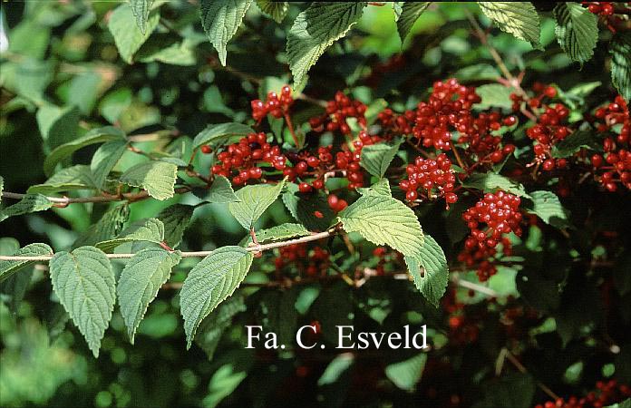 Viburnum plicatum 'Popcorn'