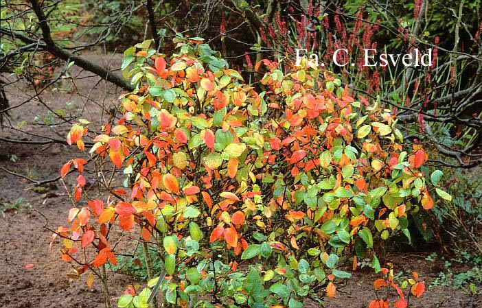 Viburnum burkwoodii 'Anne Russell'