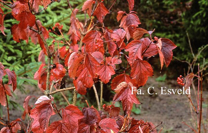 Viburnum koreanum