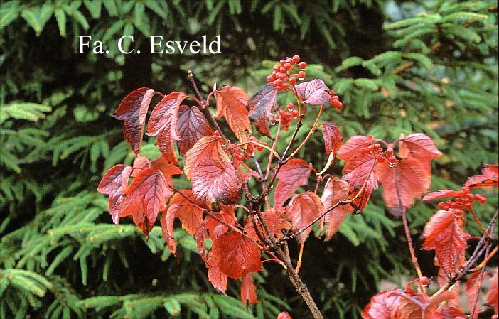 Viburnum koreanum