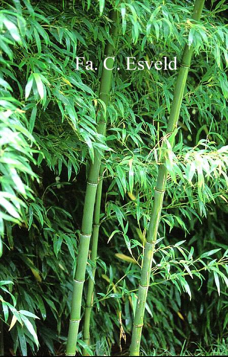 Phyllostachys nigra 'Henonis'