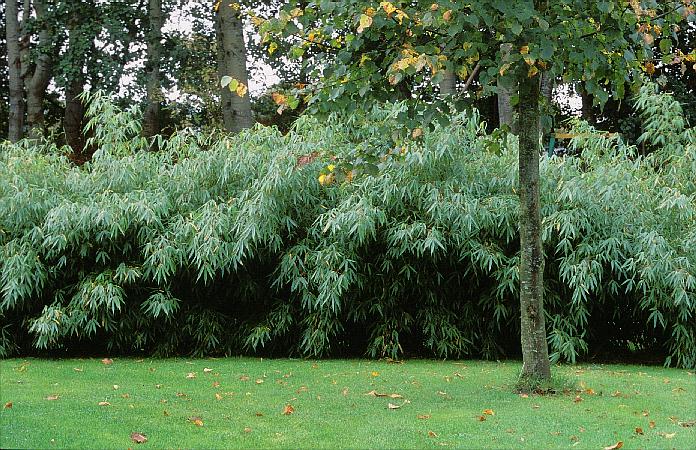 Fargesia robusta 'Pingwu'