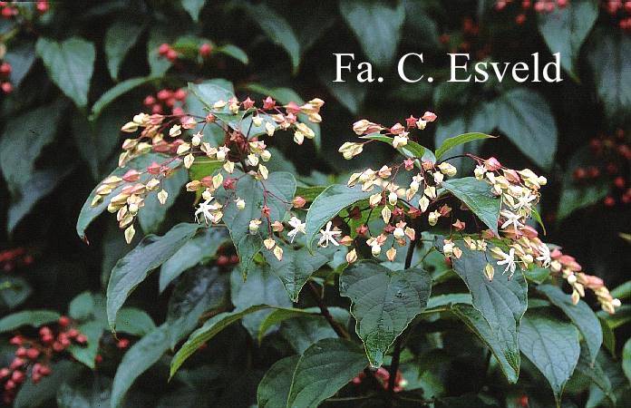 Clerodendrum trichotomum