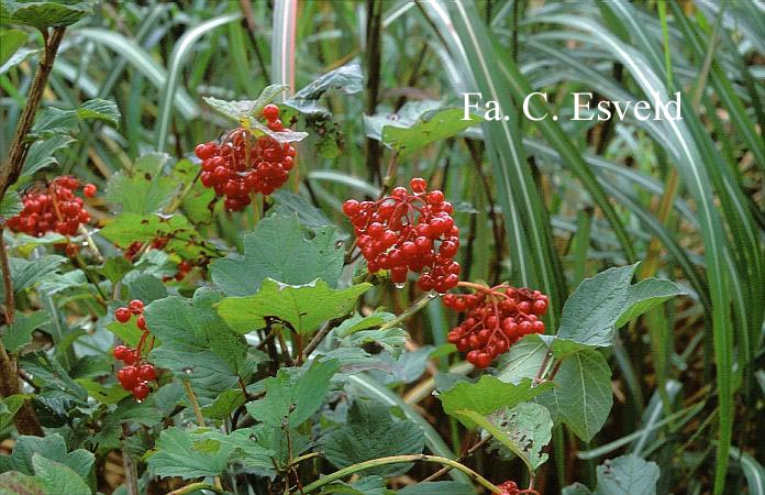 Viburnum opulus 'Notcutt's Variety'