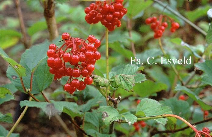 Viburnum opulus 'Notcutt's Variety'