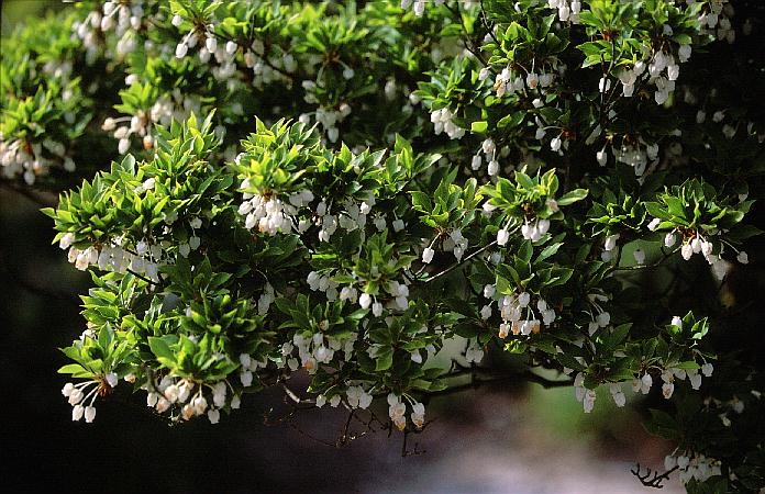 Enkianthus perulatus