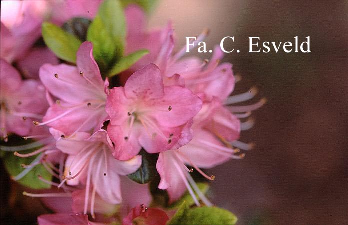 Azalea 'Kuru nagaeshi'