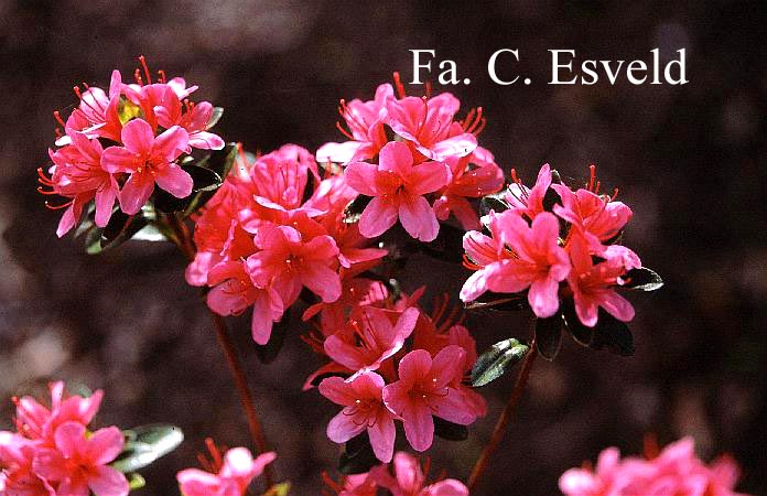 Azalea 'Silvester'