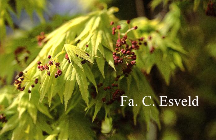 Acer shirasawanum 'Jordan'