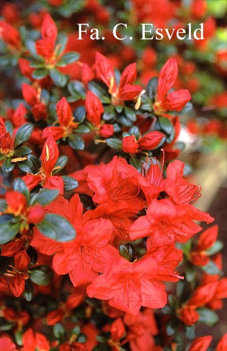 Azalea 'Red Pimpernel'