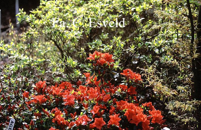 Azalea 'Ageeth'
