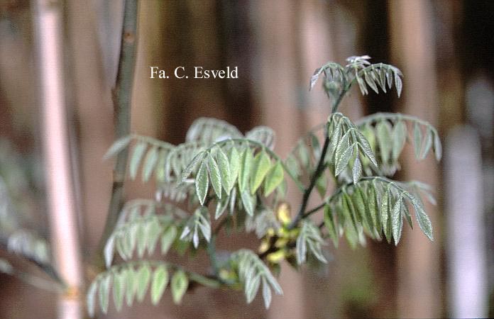 Maackia amurensis