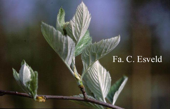 Sorbus semiincisa