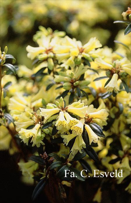 Rhododendron 'Yellow Hammer'