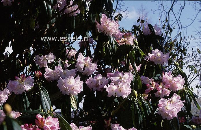 Rhododendron calophytum