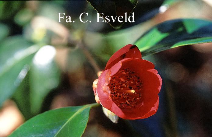 Camellia japonica