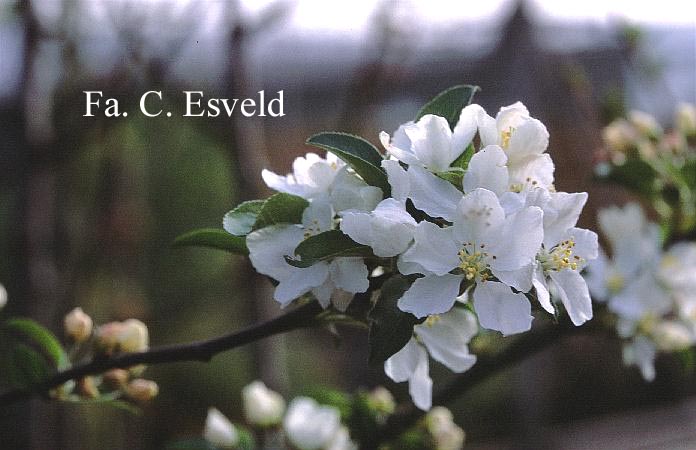 Malus 'White Angel'