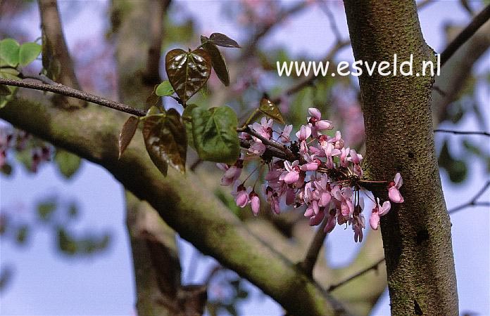 Cercis gigantea