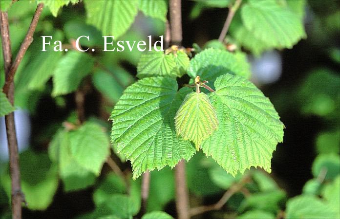 Corylus mandshurica