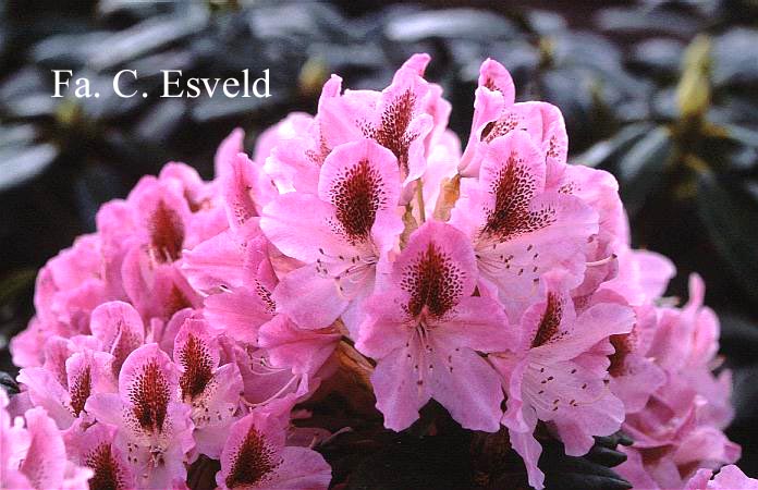 Rhododendron 'Cosmopolitan'